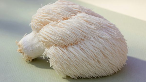 Corp fructifer de Hericium erinaceus